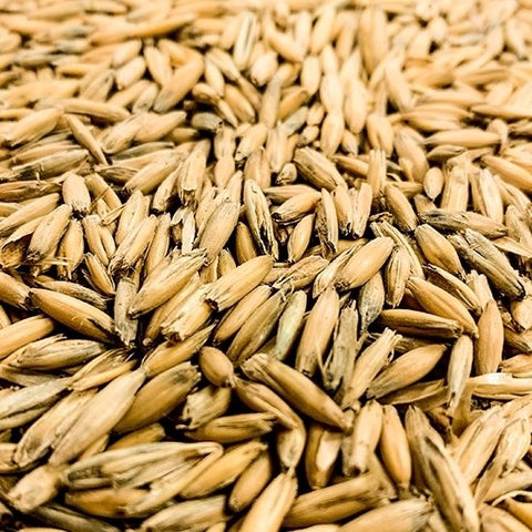 Honey Malted Oats - Gambrinus