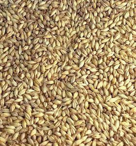 Briess Brewers Malt (U.S.A)