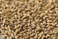 Gladfield CHIT Malt