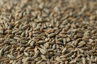 Gladfield Rye Malt