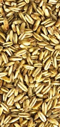 Simpsons GOLDEN NAKED OATS®™