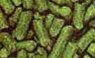 U.S.A Amarillo hop pellets