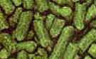 U.S.A BRAVO HOP PELLETS