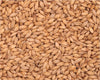 Barrett Burston EXTRA Pale malt