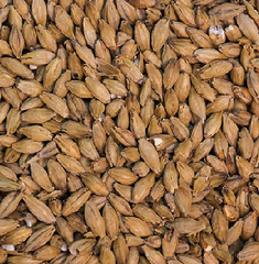 Gladfield American Ale Malt from $3.40 kg