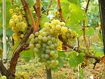 Australian Chardonnay grape concentrate
