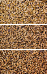 Gladfield Crystal Malt grains