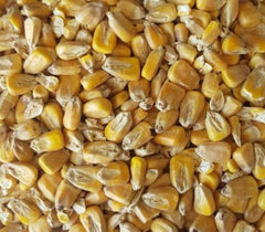 MALTED MAIZE (corn) from Gladfield