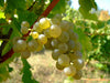 Australian Sauvignon Blanc grape concentrate from