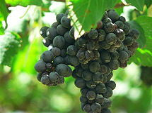 Australian Shiraz concentrate