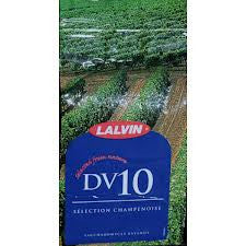 Lalvin DV 10 wine yeast