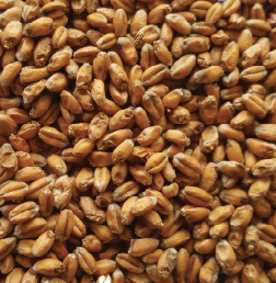 Gladfield Wheat Malt from $3.40 kg