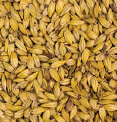 Gladfield Sour Grapes Acidulated malt