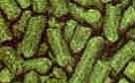 N.Z. Taiheke (Cascade)  hop pellets