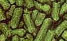 N.Z. Green Bullet