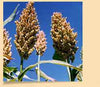 3kg Briess White Sorghum Syrup