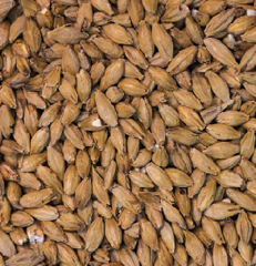 Gladfield Munich Malt from $3.40 kg