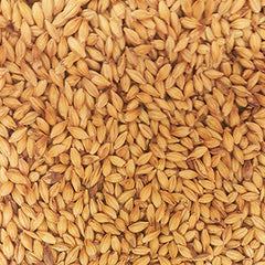 Gladfield SUPERNOVA malt
